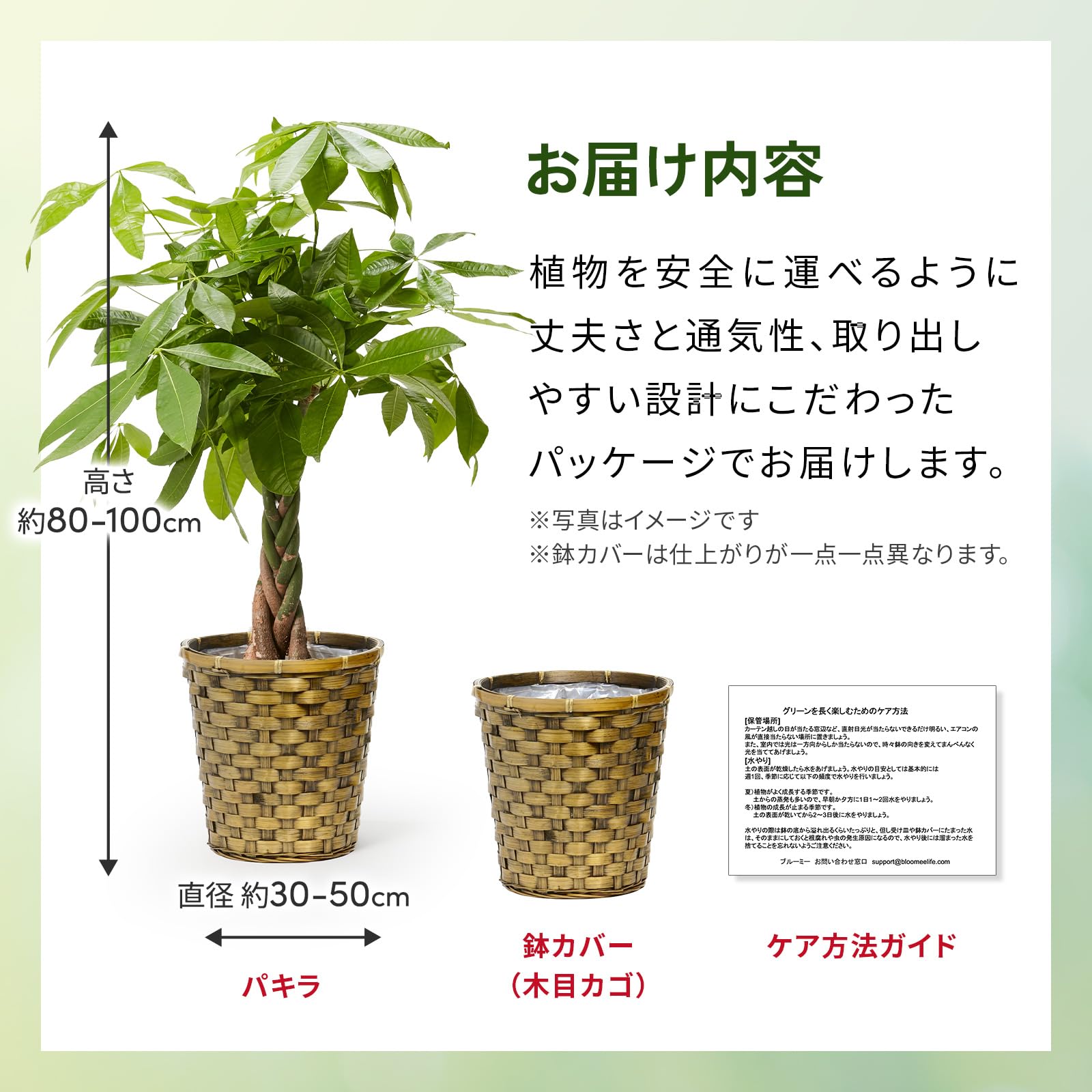 Amazon｜bloomee(ブルーミー) パキラ 観葉植物 (7号 木目カゴ 鉢カバー